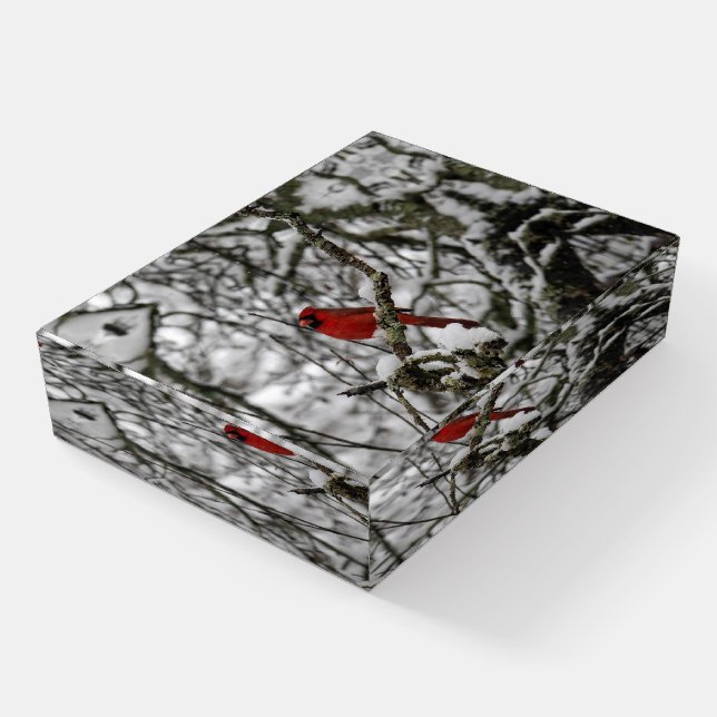 Red Cardinal in a Snow Filled Tree Paperweight (Angled)