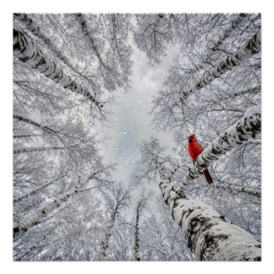 Red Cardinal In a Winter White Birch Forest Poster