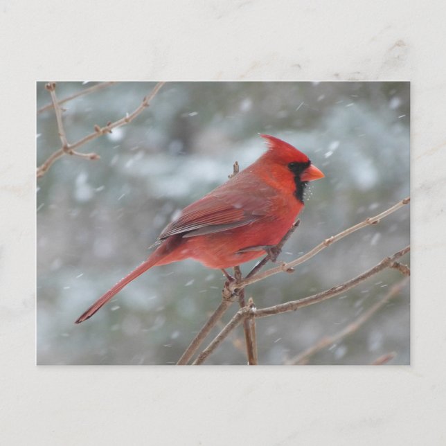 Red cardinal in the snow postcard (Front)
