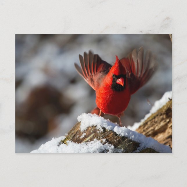 Red Cardinal in the Snow Postcard (Front)