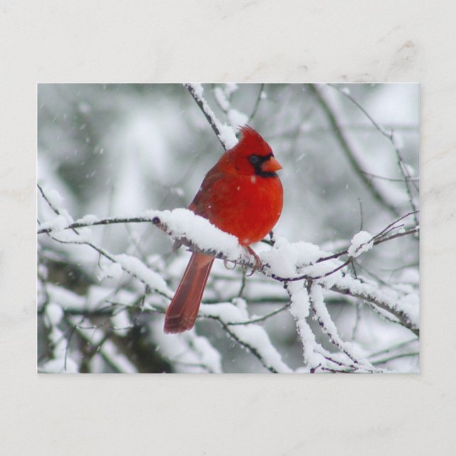 Red Cardinal in the Snow Postcard (Front)