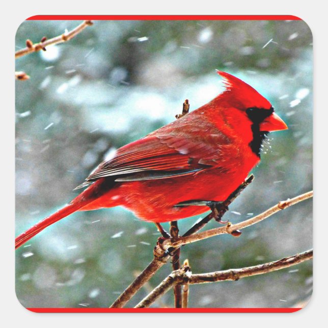 Red Cardinal in the Snow Square Sticker (Front)