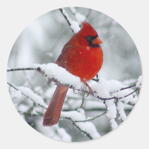 Red Cardinal in the Snow Sticker