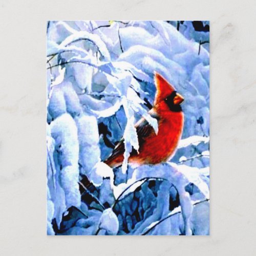 Red Cardinal In the Winter Snow Postcard