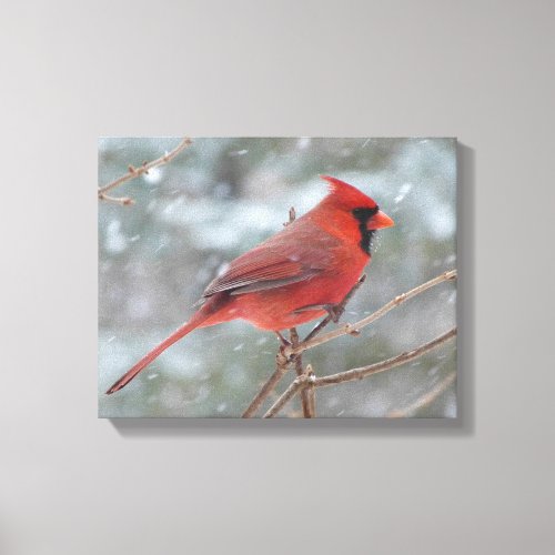 Red cardinal in Winter Canvas Print