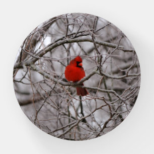 Red Cardinal in Winter Frosty Snow Branches Paperweight