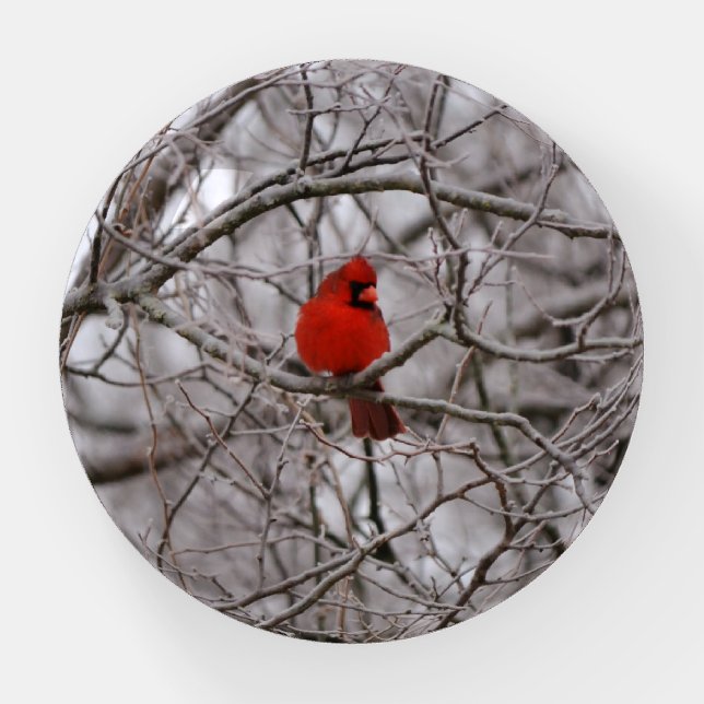 Red Cardinal in Winter Frosty Snow Branches Paperweight (Front)