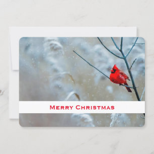 Red Cardinal in Winter Nature Photo Christmas Holiday Card