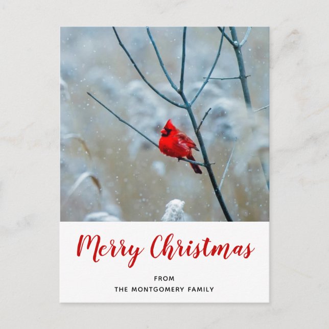 Red Cardinal in Winter Nature Photo Christmas Holiday Postcard (Front)