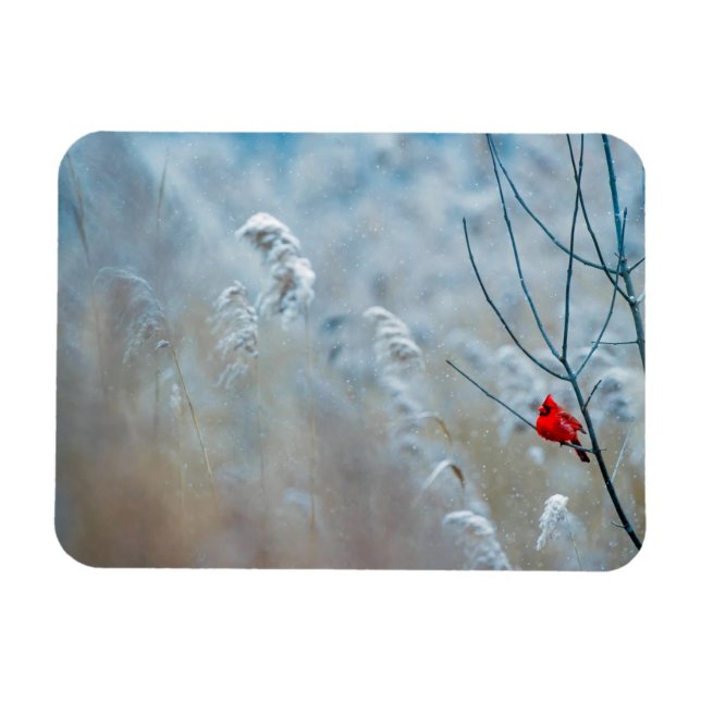 Red Cardinal in Winter Nature Photo Christmas Magnet (Horizontal)