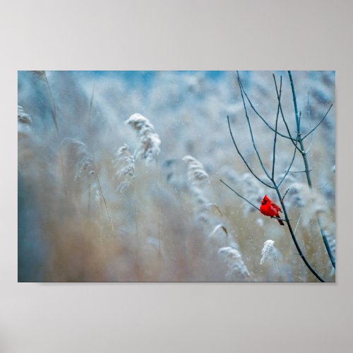 Red Cardinal in Winter Nature Photo Christmas Poster