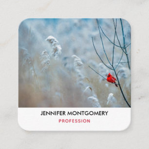 Red Cardinal in Winter Nature Photo Christmas Square Business Card