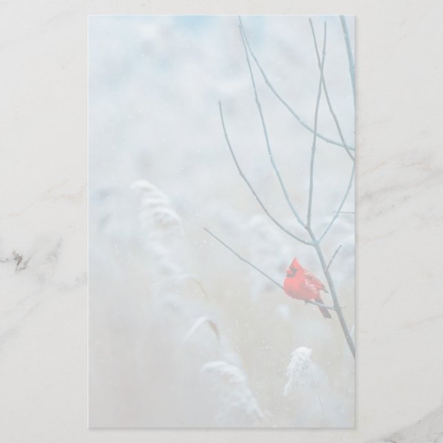 Red Cardinal in Winter Nature Photo Christmas Stationery (Front)