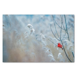 Red Cardinal in Winter Nature Photo Christmas Tissue Paper