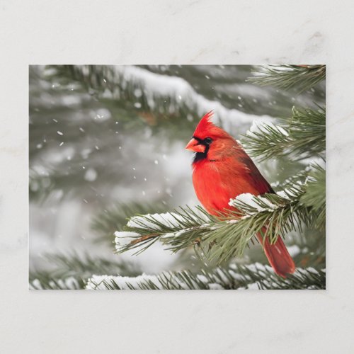 Red Cardinal In Winter Postcard