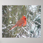 Red Cardinal in Winter Poster<br><div class="desc">Vivid red cardinal in a beautiful winter scene.</div>