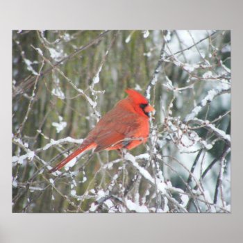 Red Cardinal In Winter Poster by KateInMadCity at Zazzle
