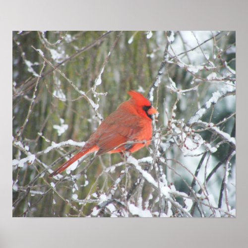 Red Cardinal in Winter Poster