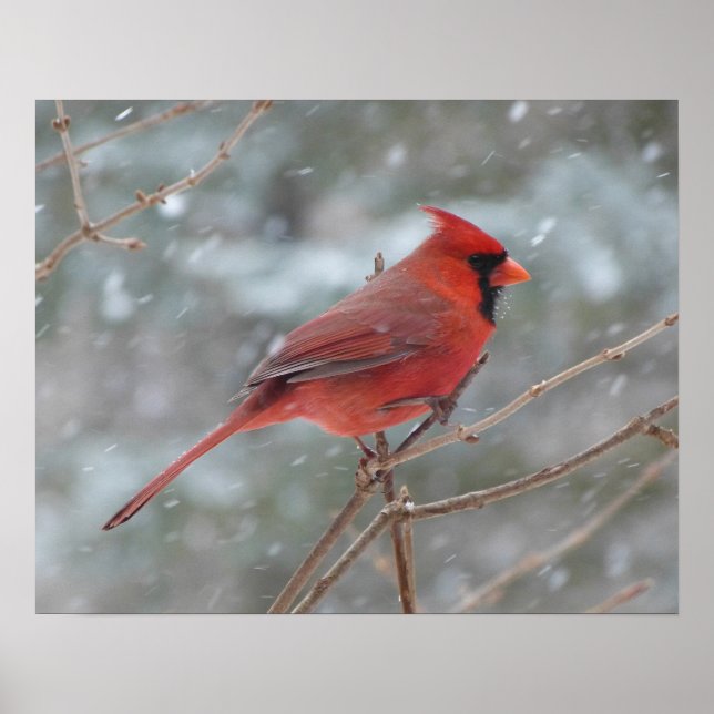 Red cardinal in Winter Poster (Front)