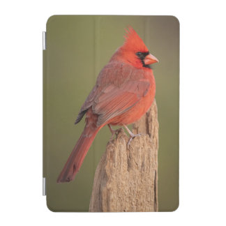 Red Cardinal  iPad Mini Cover