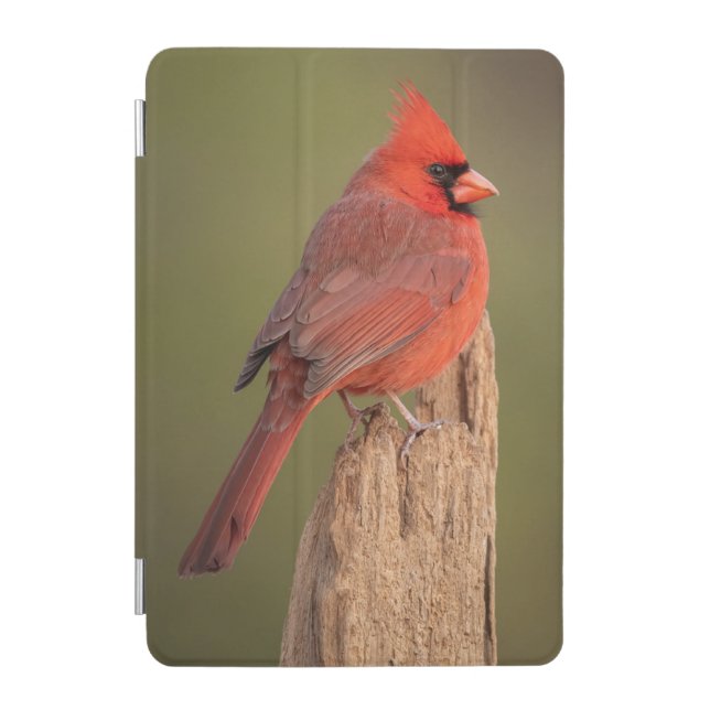Red Cardinal  iPad Mini Cover (Front)