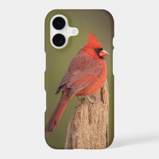 Red Cardinal  iPhone 17 Case