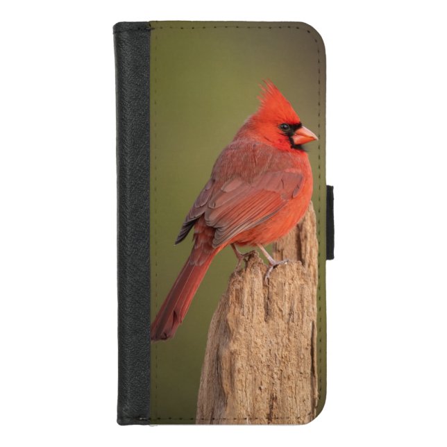 Red Cardinal  iPhone Wallet Case (Front)