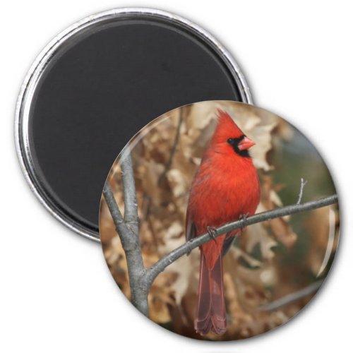 Red Cardinal Magnet