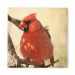 Red Cardinal Magnet