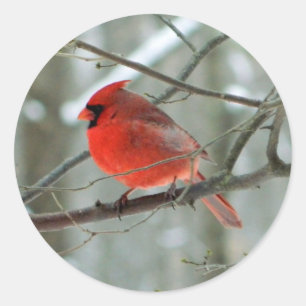Red Cardinal (Male) Sticker
