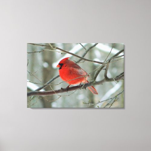 Red Cardinal  Male Winter Stretched Canvas Print