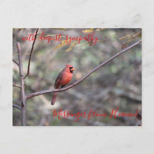 Red Cardinal Messenger from Heaven Sympathy Postca Postcard