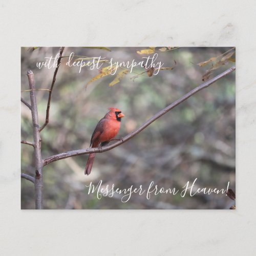 Red Cardinal Messenger from Heaven Sympathy Postcard