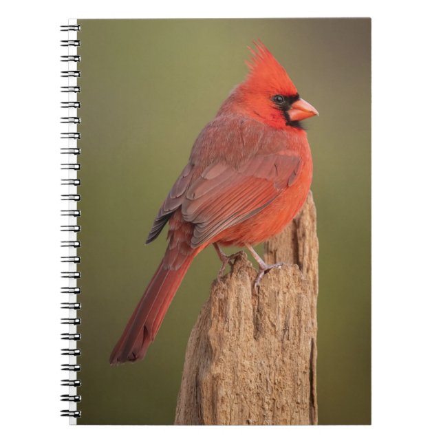 Red Cardinal  Notebook (Front)