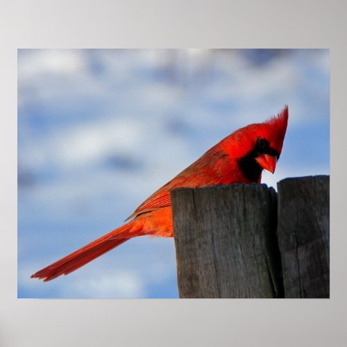 Red Cardinal on Wooden Stump Poster