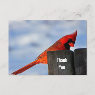 Red Cardinal on Wooden Stump Thank You
