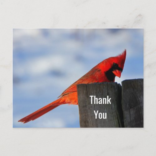 Red Cardinal on Wooden Stump Thank You Postcard