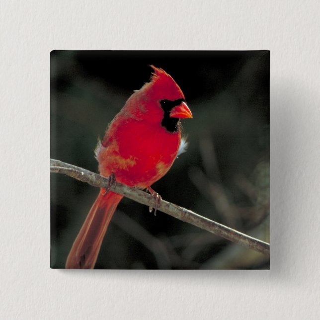 Red Cardinal Perched on a Tree Branch Button (Front)