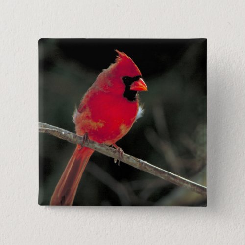 Red Cardinal Perched on a Tree Branch Button