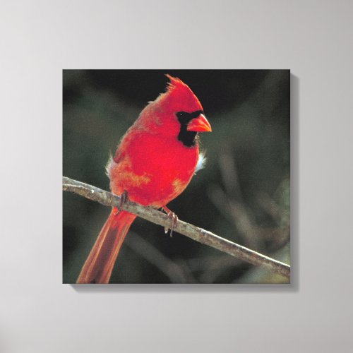 Red Cardinal Perched on a Tree Branch Canvas Print