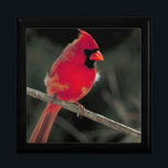 Red Cardinal Perched on a Tree Branch Gift Box<br><div class="desc">A crisp clearly detailed beautiful nature photograph. A bright red northern cardinal perched on a tree branch. You can see tufts of downy feathers gently blowing in the wind. Fluffy and cute!</div>