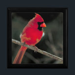 Red Cardinal Perched on a Tree Branch Gift Box<br><div class="desc">A crisp clearly detailed beautiful nature photograph. A bright red northern cardinal perched on a tree branch. You can see tufts of downy feathers gently blowing in the wind. Fluffy and cute!</div>