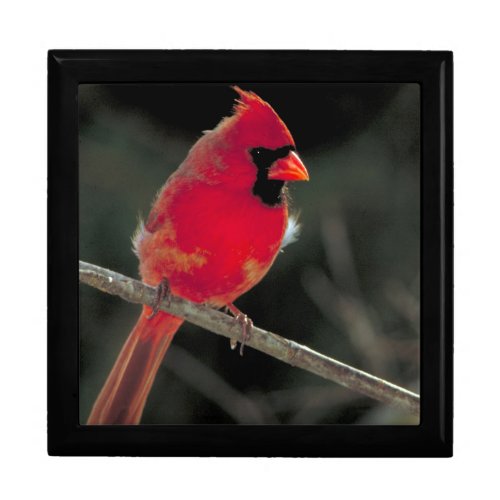 Red Cardinal Perched on a Tree Branch Gift Box