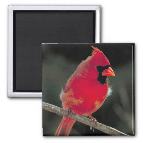 Red Cardinal Perched on a Tree Branch Magnet