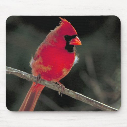 Red Cardinal Perched on a Tree Branch Mouse Pad