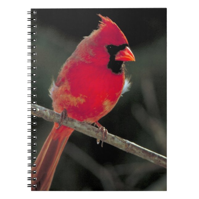 Red Cardinal Perched on a Tree Branch Notebook (Front)