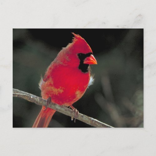 Red Cardinal Perched on a Tree Branch Postcard
