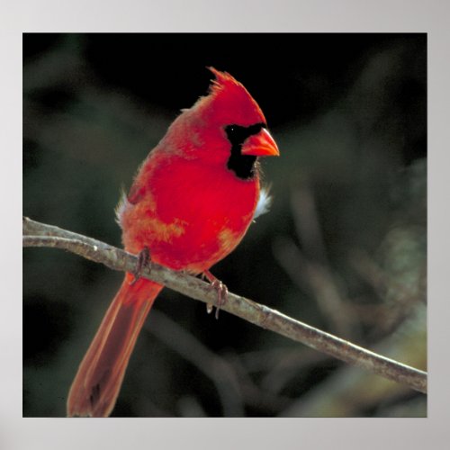 Red Cardinal Perched on a Tree Branch Poster