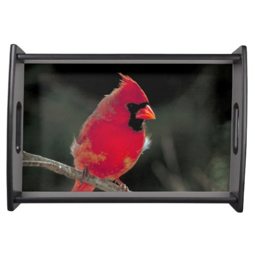 Red Cardinal Perched on a Tree Branch Serving Tray