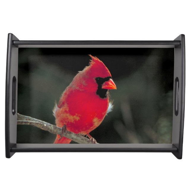Red Cardinal Perched on a Tree Branch Serving Tray (Front)